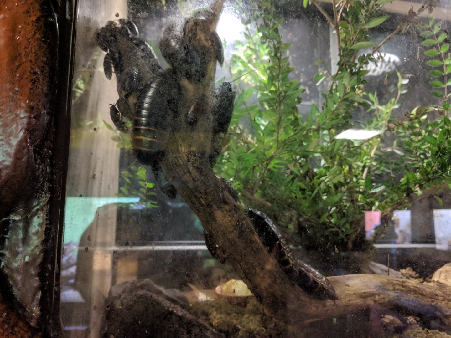 Madagascar Giant Hissing Coocroach Enclosure