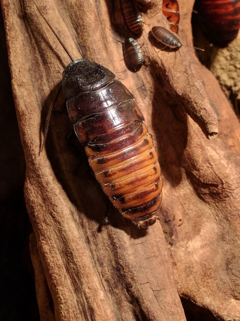 Madagascar Giant Hissing Coocroach Zoo Praha 2018