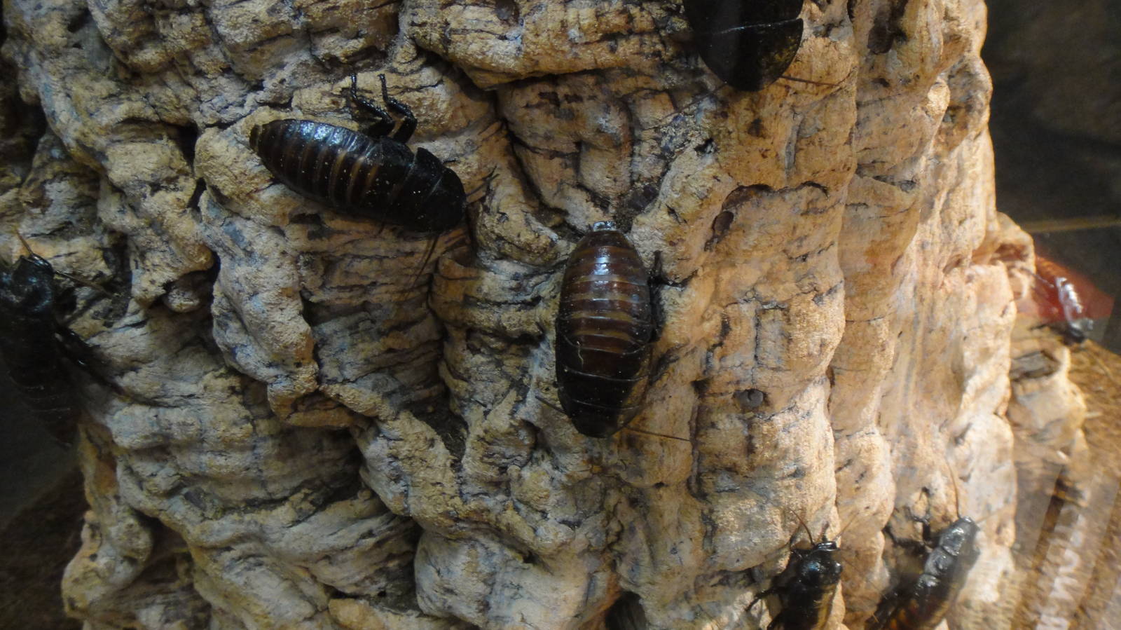 Madagascar giant hissing roach at Museum of life and science 2015-1-31
