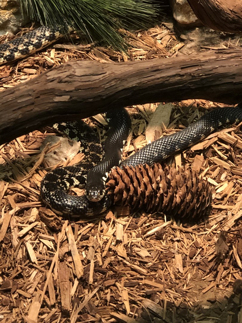 Madagascar Giant Hognose Snake