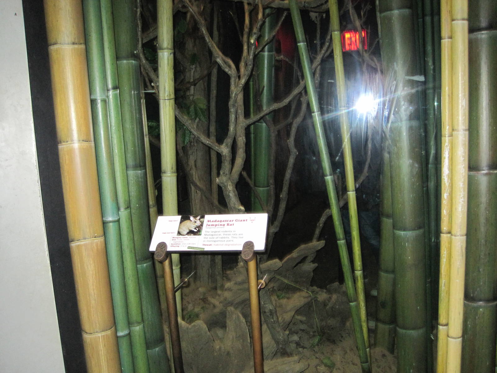 Madagascar Giant Jumping Rat/Mouse Lemur Exhibit