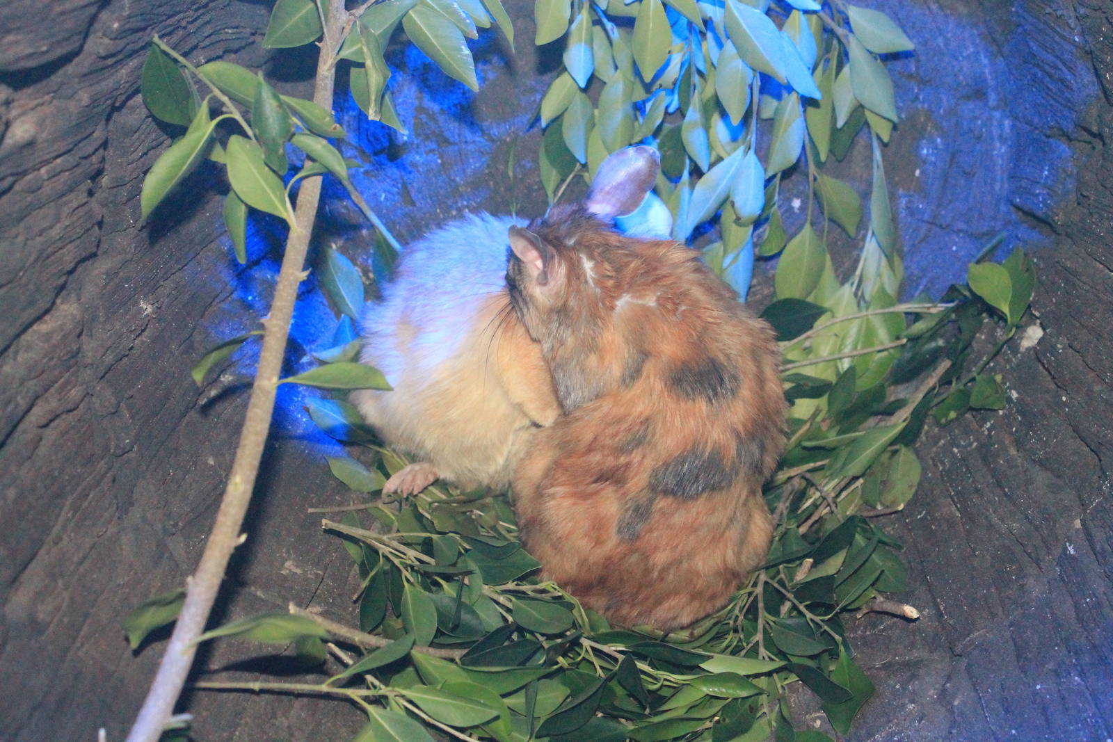 Madagascar Giant Rats