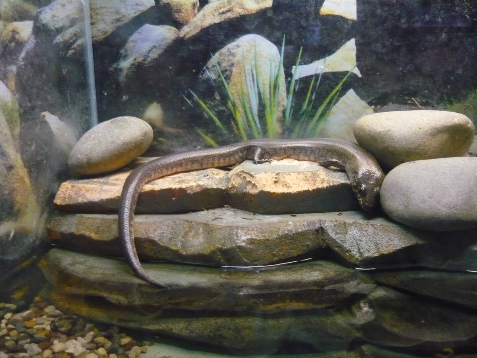 Madagascar giant water skink (Amphiglossus reticulatus)