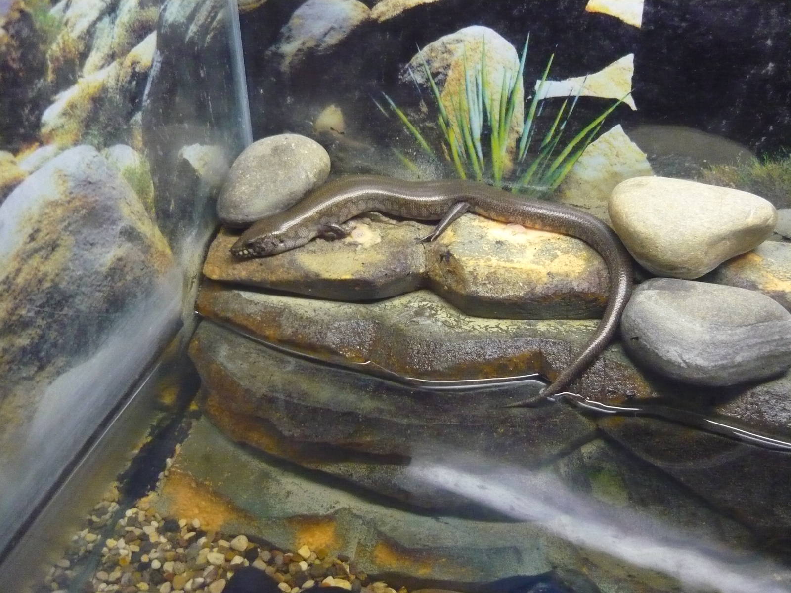 Madagascar giant water skink (Amphiglossus reticulatus)