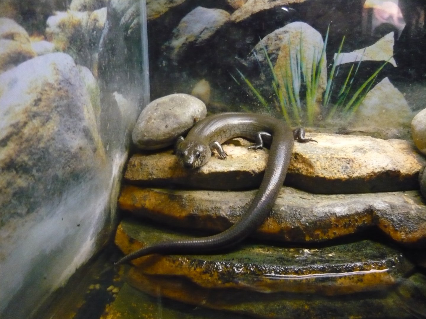 Madagascar giant water skink (Amphiglossus reticulatus)