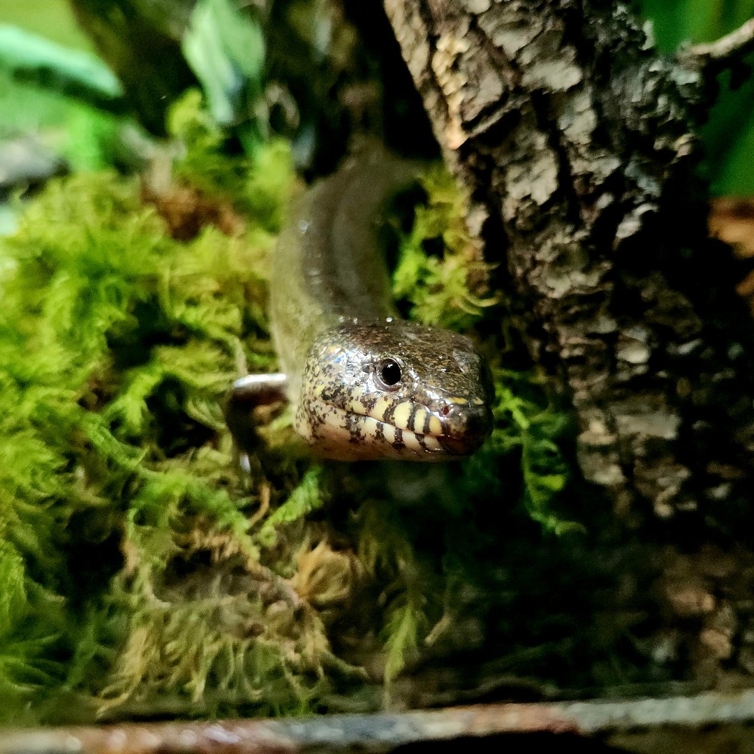 Madagascar Giant Water Skink (Amphiglossus reticulatus)