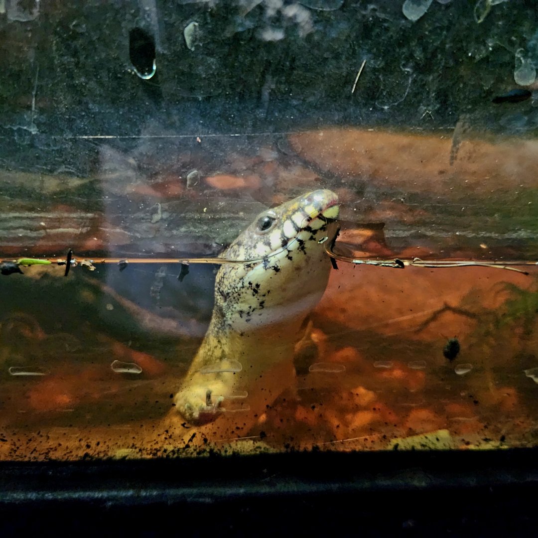 Madagascar Giant Water Skink (Amphiglossus reticulatus)