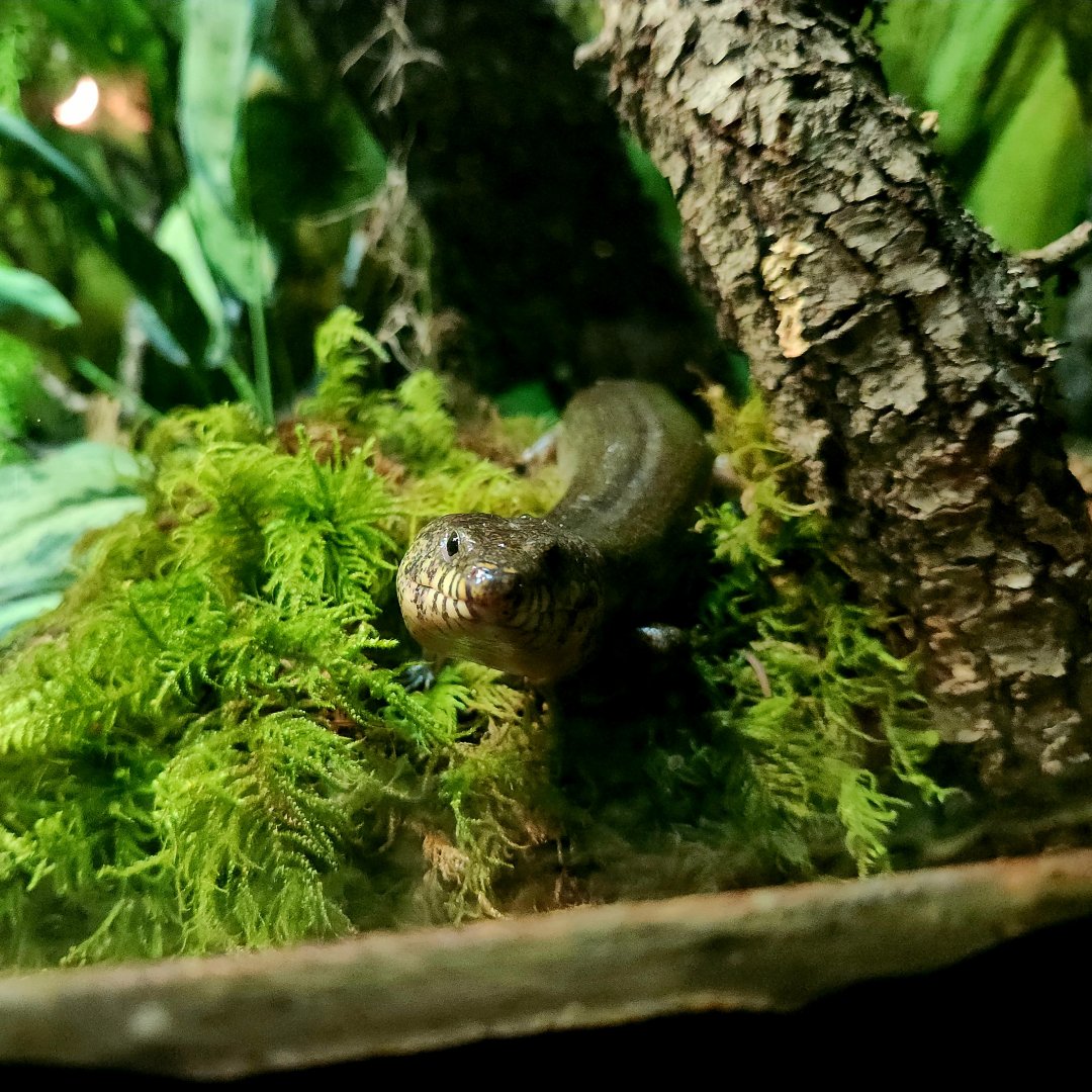 Madagascar Giant Water Skink (Amphiglossus reticulatus)