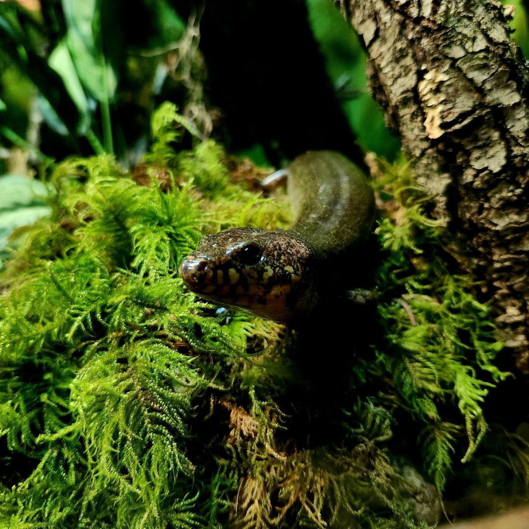 Madagascar Giant Water Skink (Amphiglossus reticulatus)