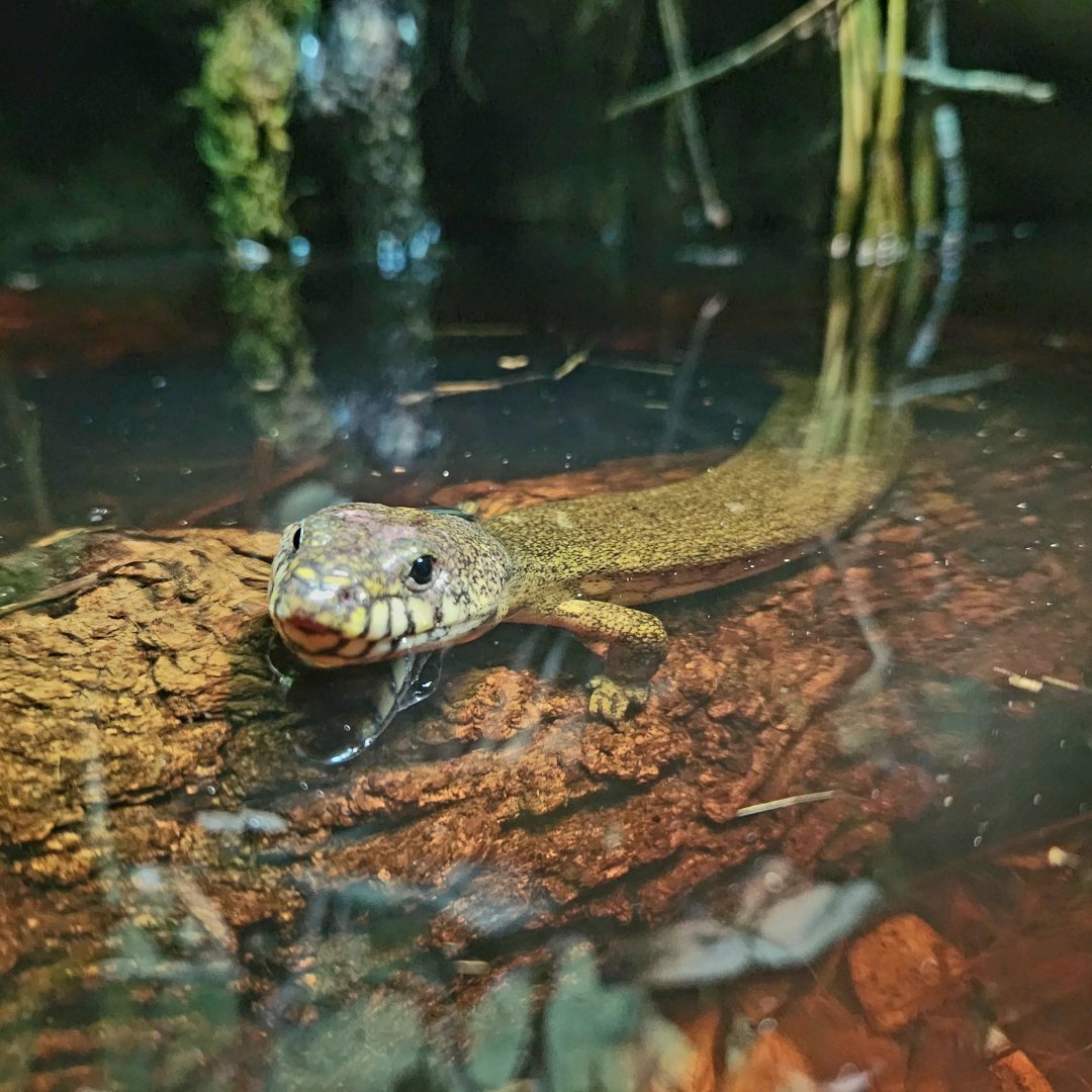 Madagascar Giant Water Skink (Amphiglossus reticulatus)