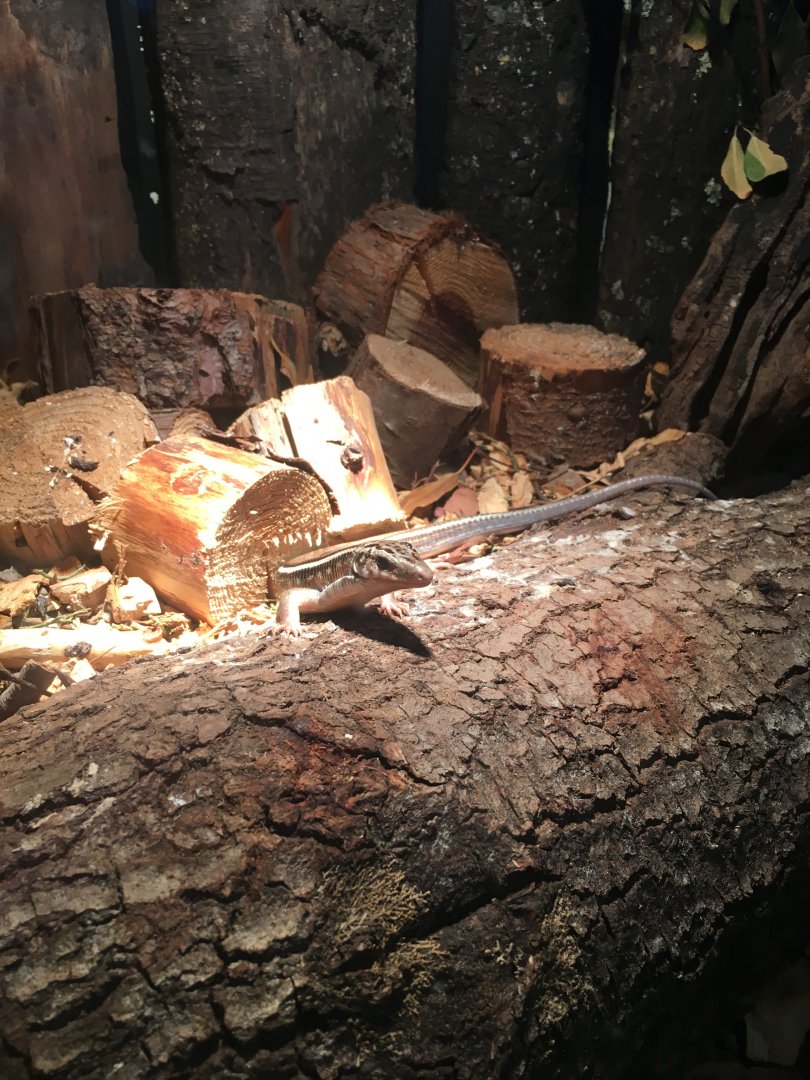 Madagascar girdled lizard 290517