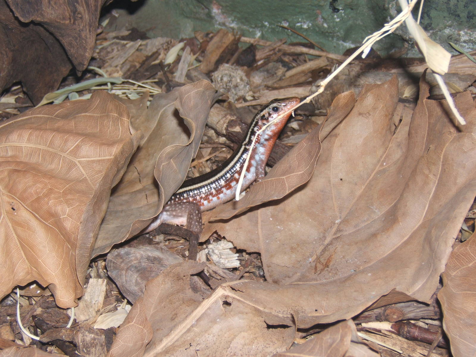 Madagascar Girdled Lizard
