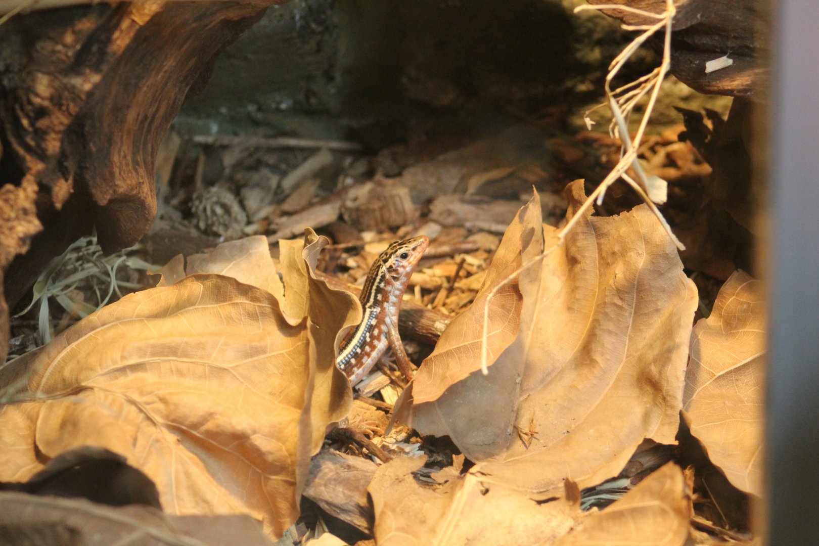 Madagascar Girdled Lizard