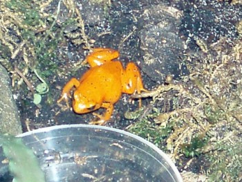 Madagascar Golden Frog (Mantella aurantiaca)