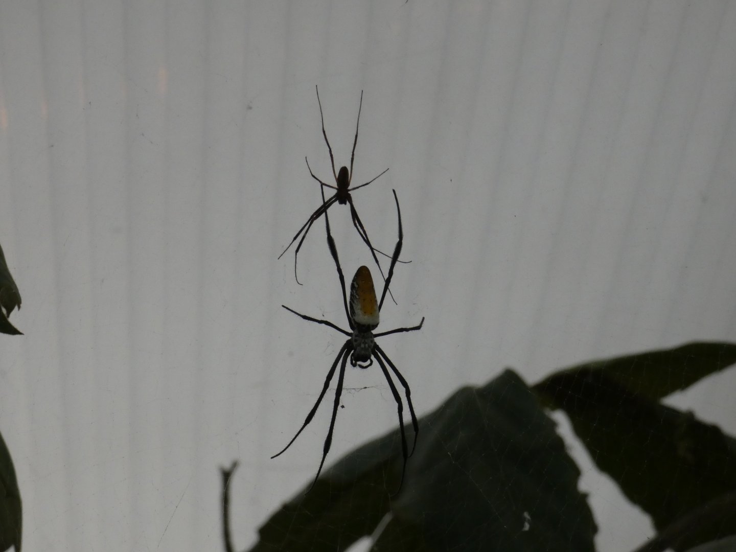 Madagascar golden orb weaver