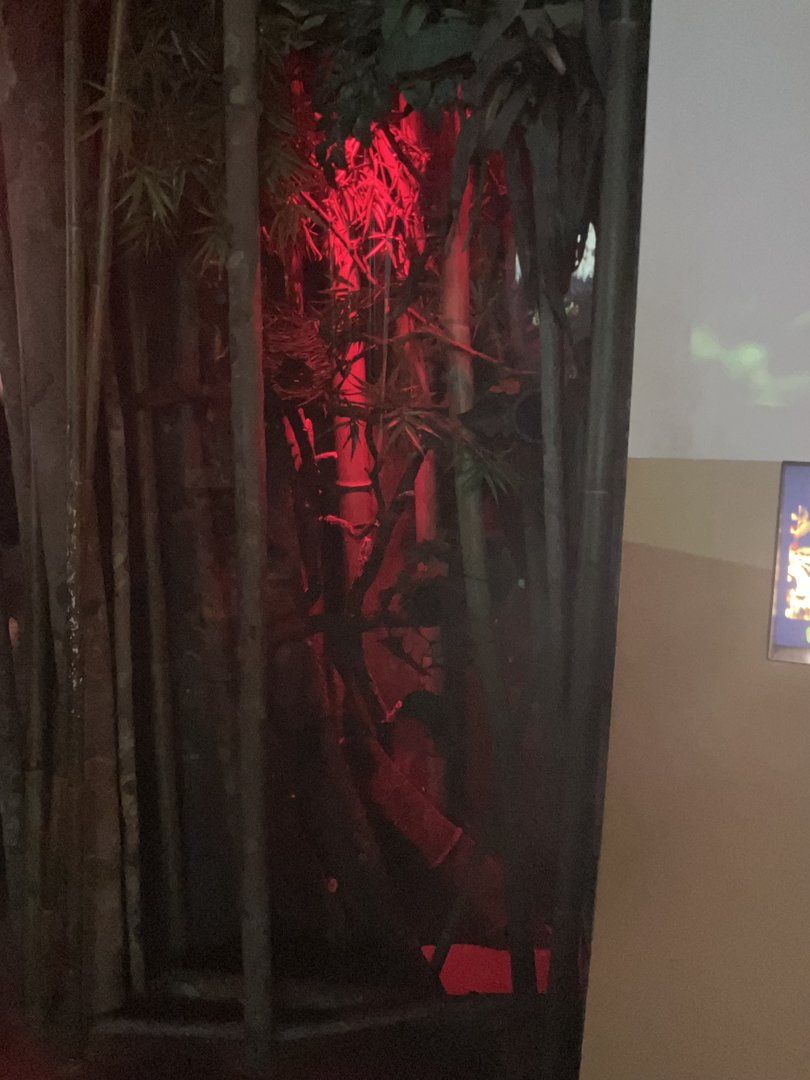 Madagascar - Gray Mouse Lemur Exhibit