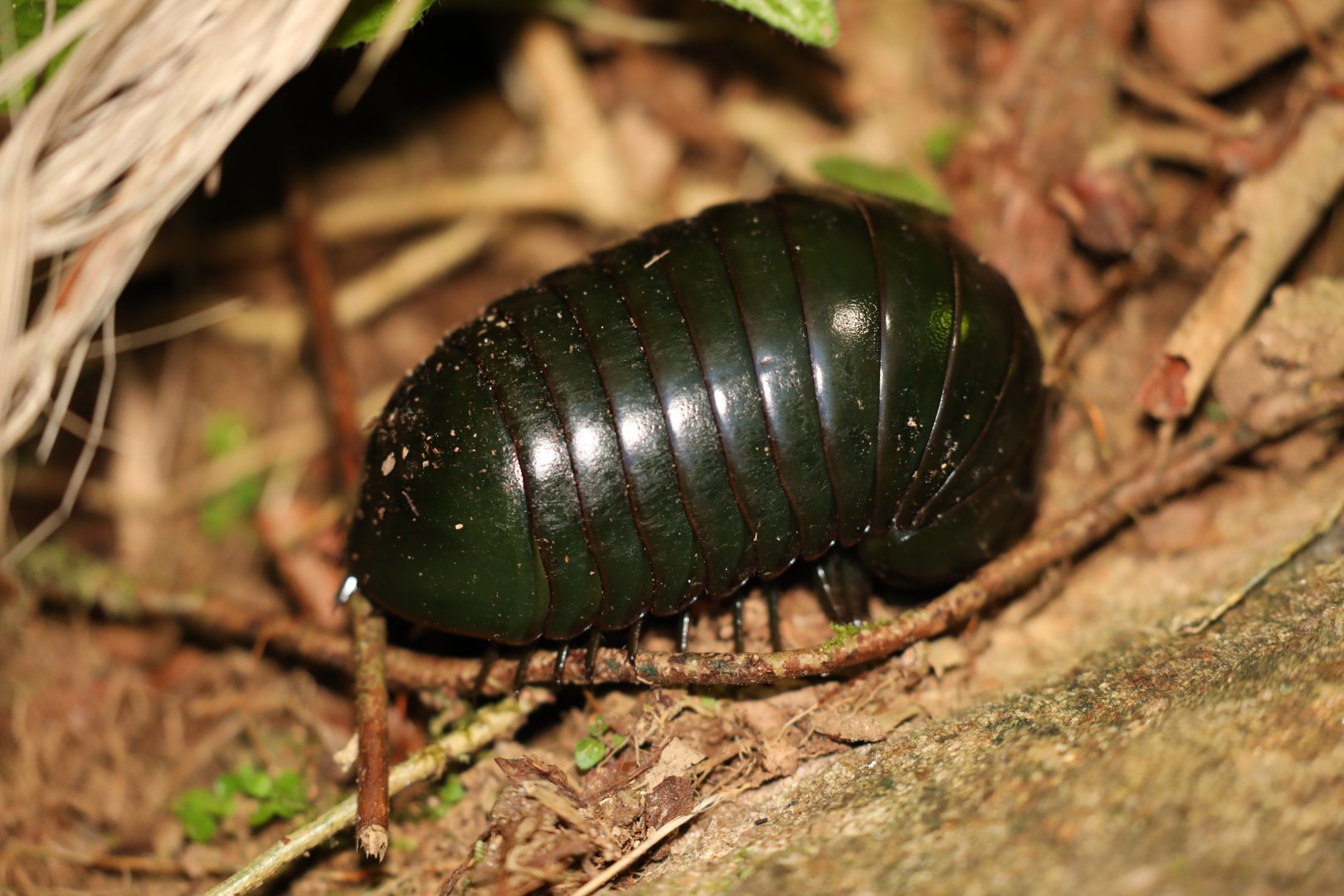 Madagascar Green-Emerald Giant Pill-Millipede (Zoosphaerium neptunus)