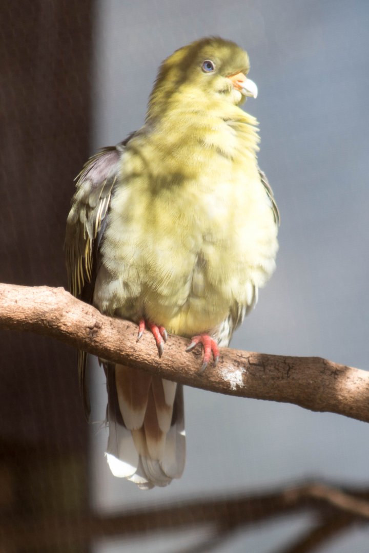 Madagascar green pigeon