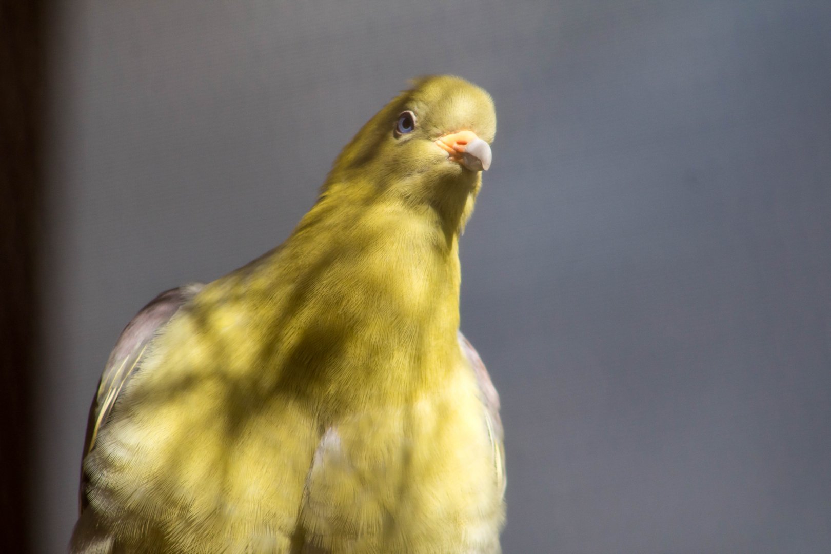 Madagascar green pigeon
