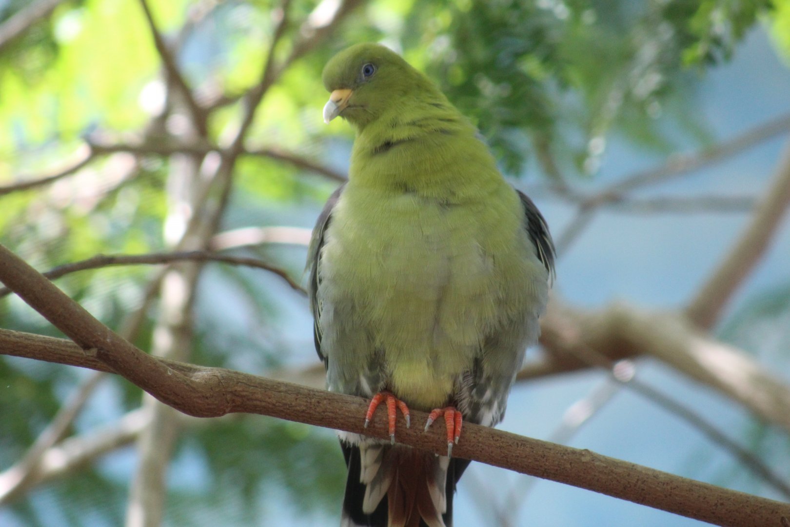 Madagascar Green-Pigeon