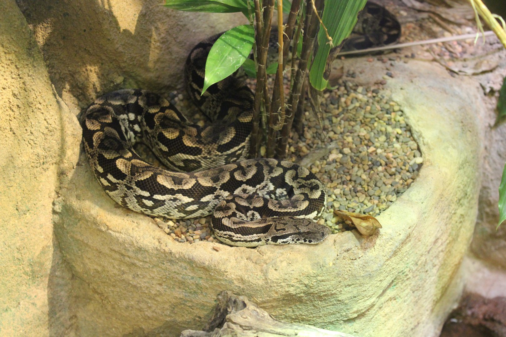 Madagascar Ground Boa (Acrantophis dumerili)