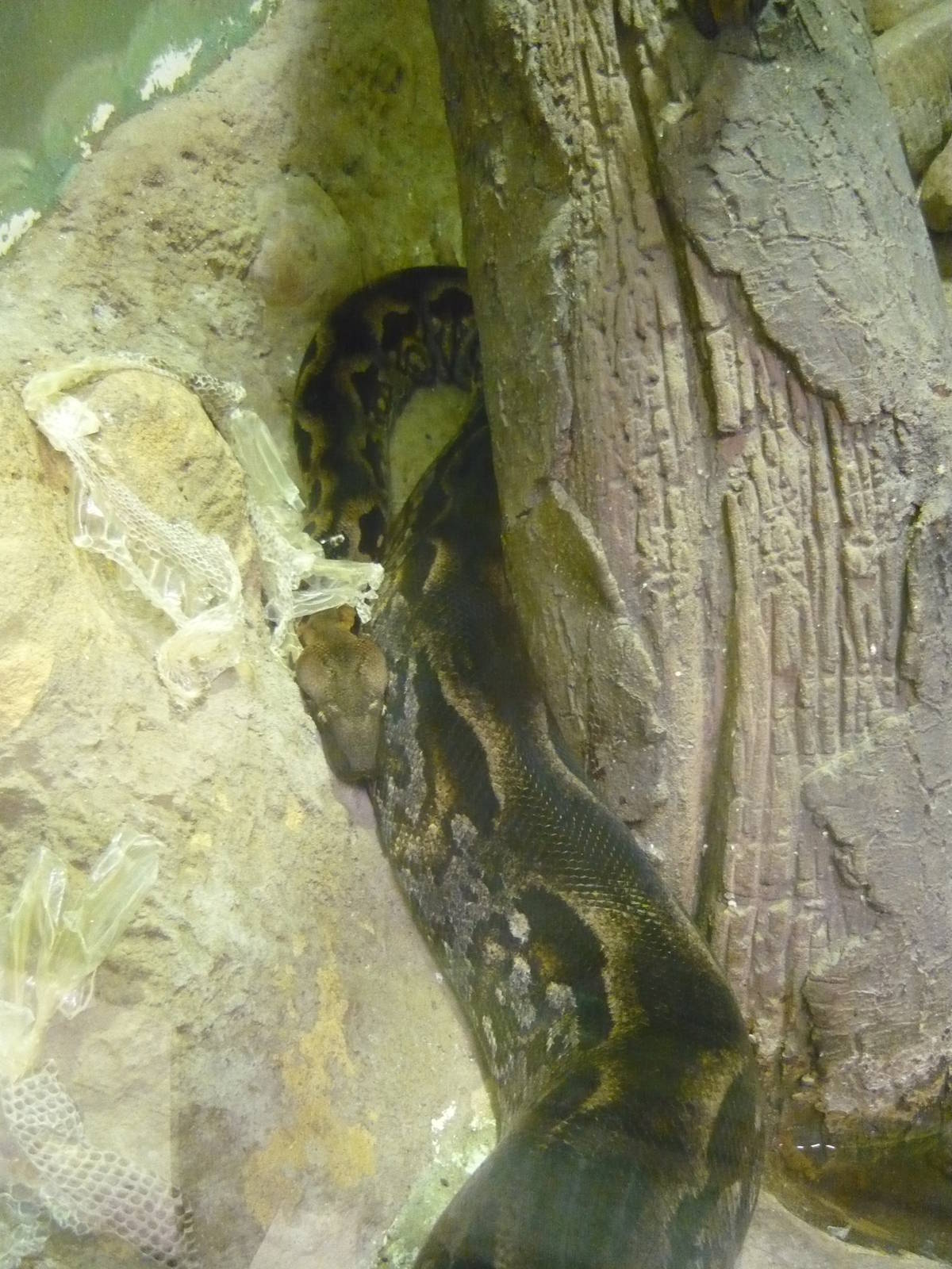 Madagascar ground boa (Acrantophis madagascariensis)