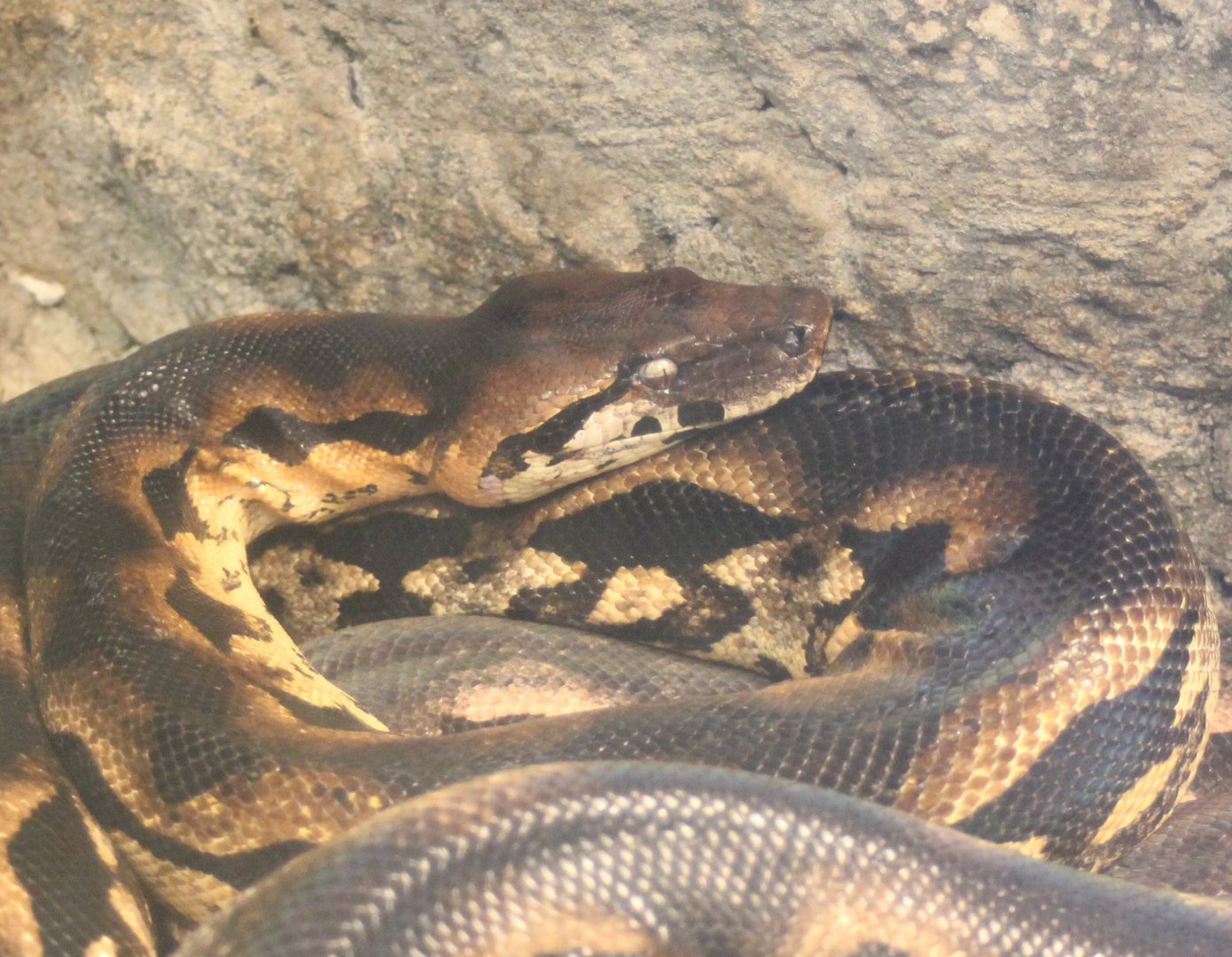 Madagascar ground boa - Acrantophis madagascariensis