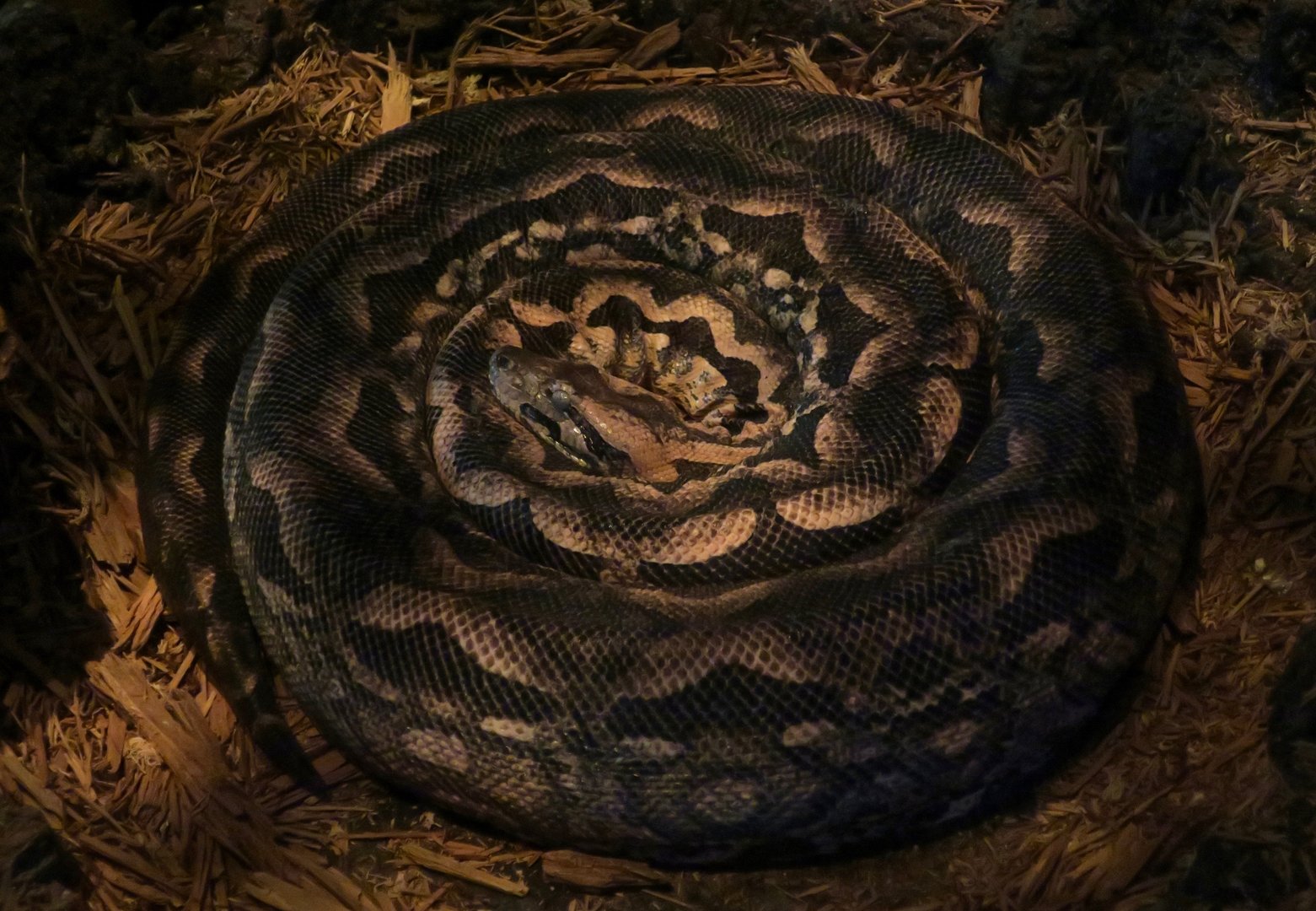 Madagascar Ground Boa (Acrantophis madagascariensis)