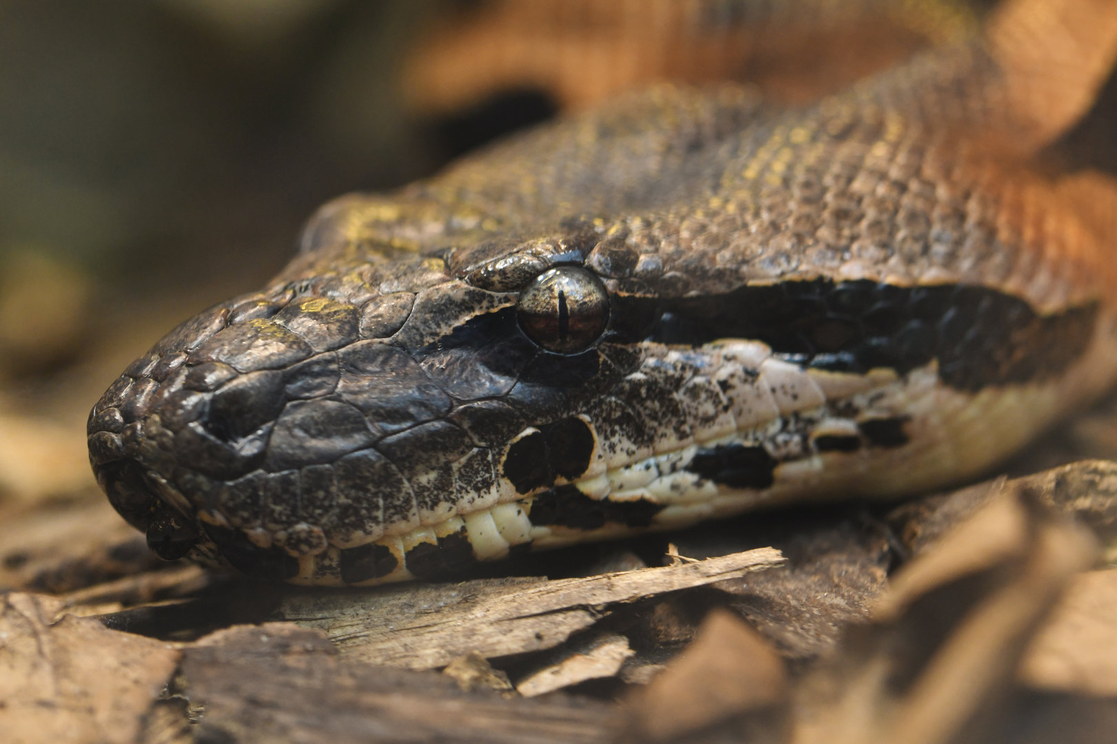 Madagascar ground boa (Acrantophis madagascariensis)