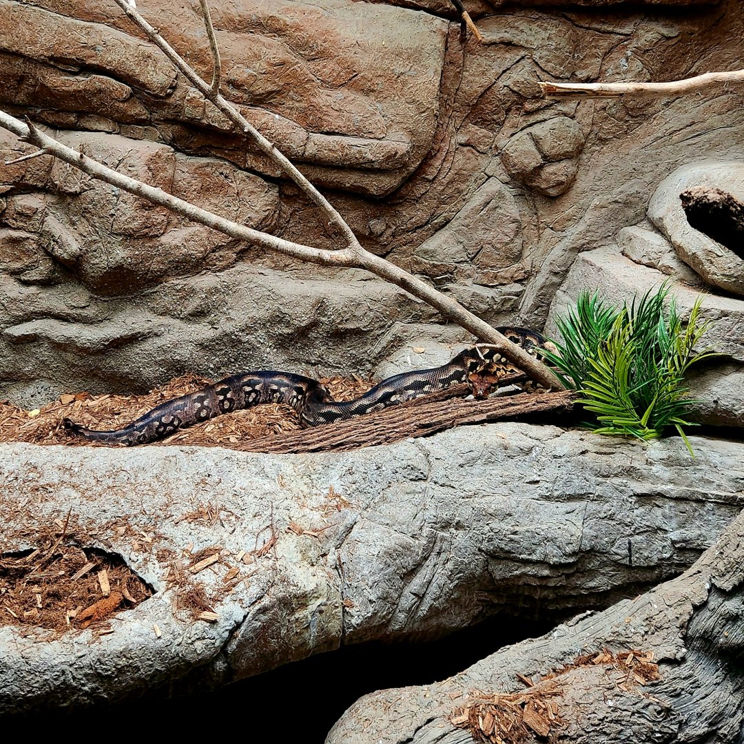 Madagascar Ground Boa (Acrantophis madagascariensis)