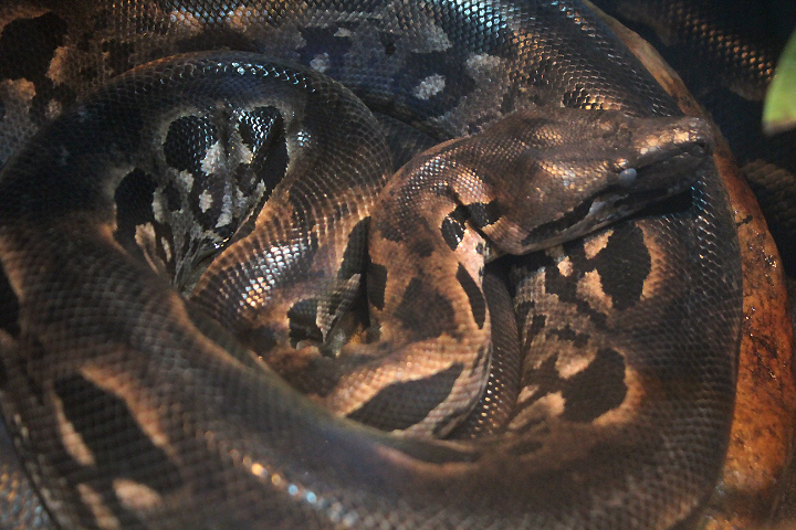 Madagascar ground boa (Acrantophis madagascariensis)