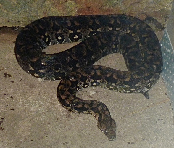 Madagascar ground boa, Boa madagascariensis