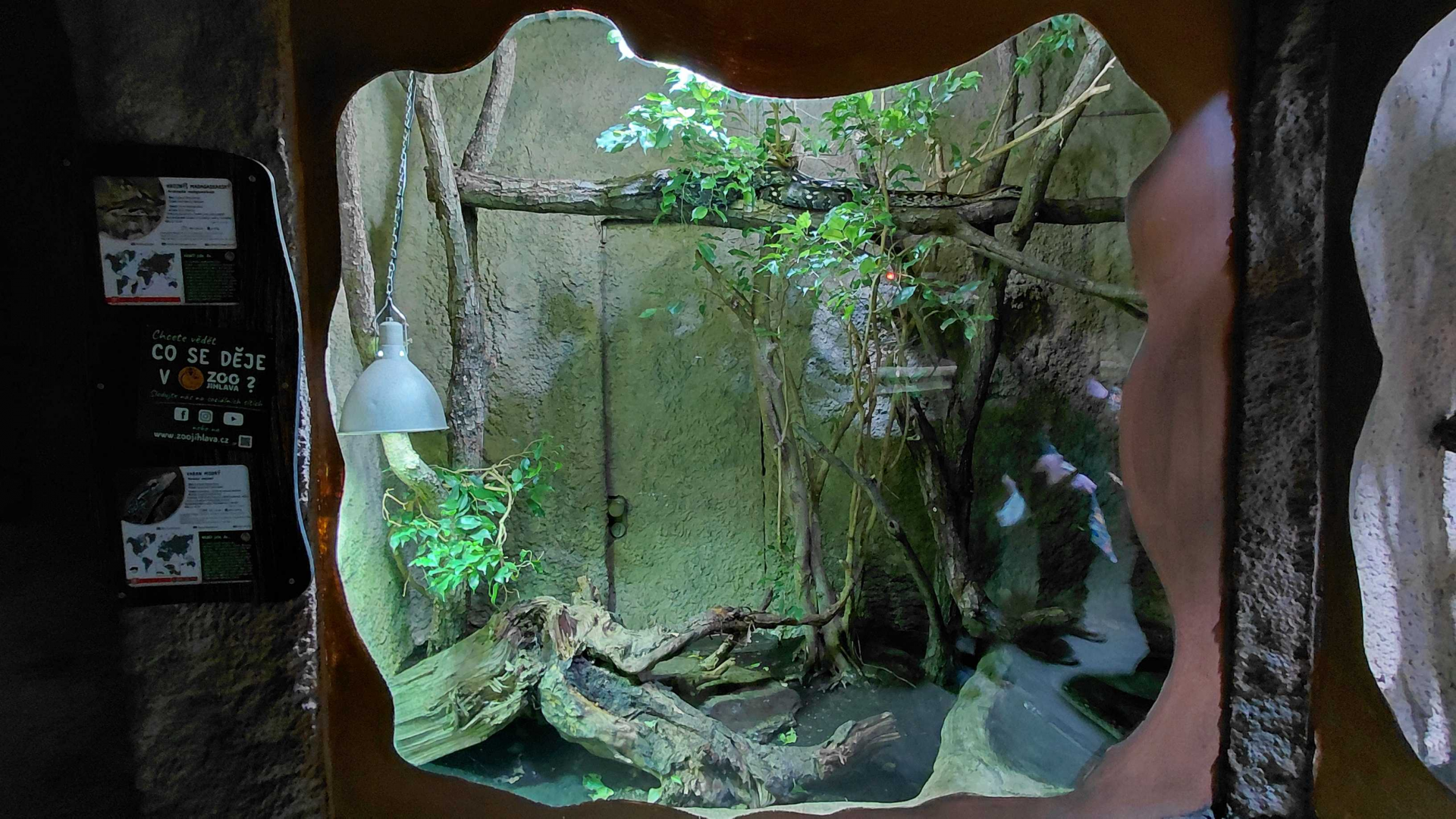 Madagascar ground boa exhibit