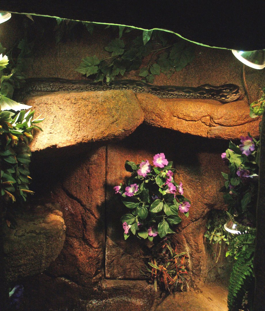 Madagascar ground boa terrarium, 2009-04-14