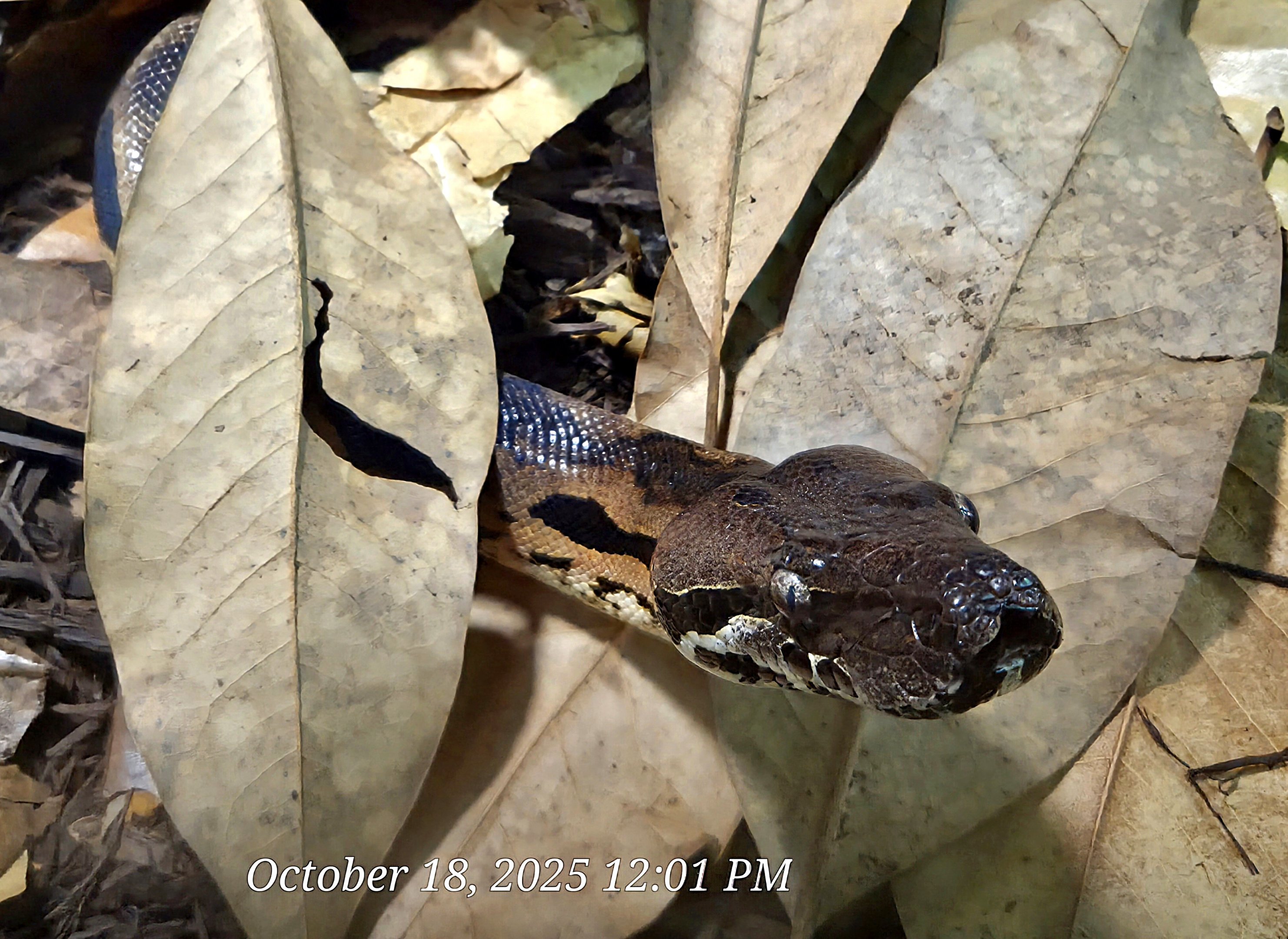 Madagascar Ground Boa - Zoo Knoxville