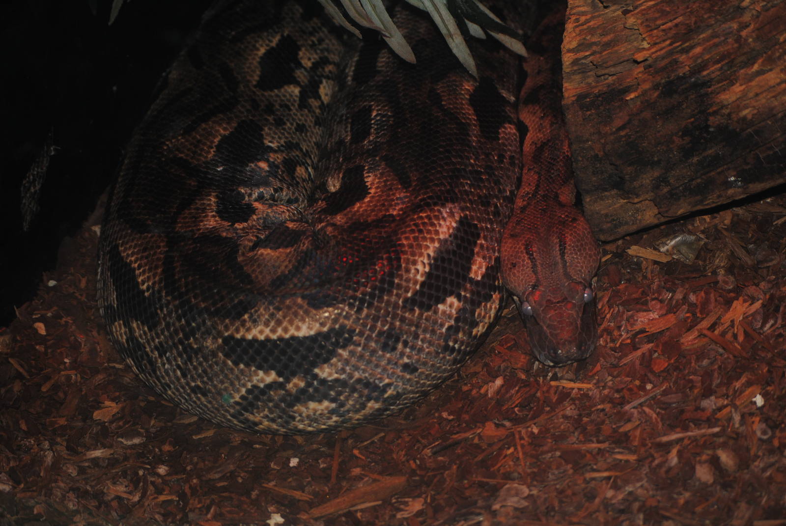 Madagascar Ground Boa