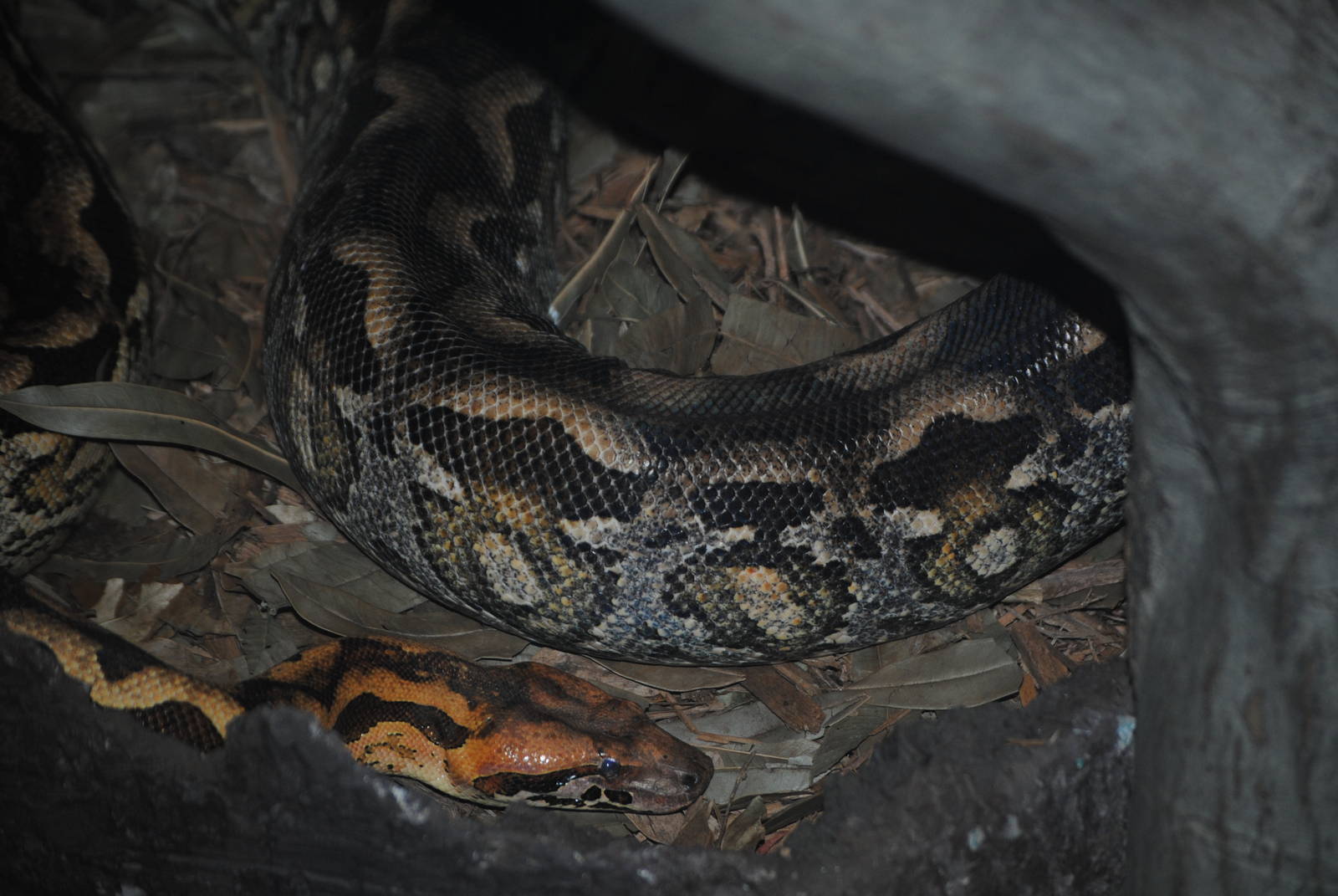 Madagascar Ground Boa
