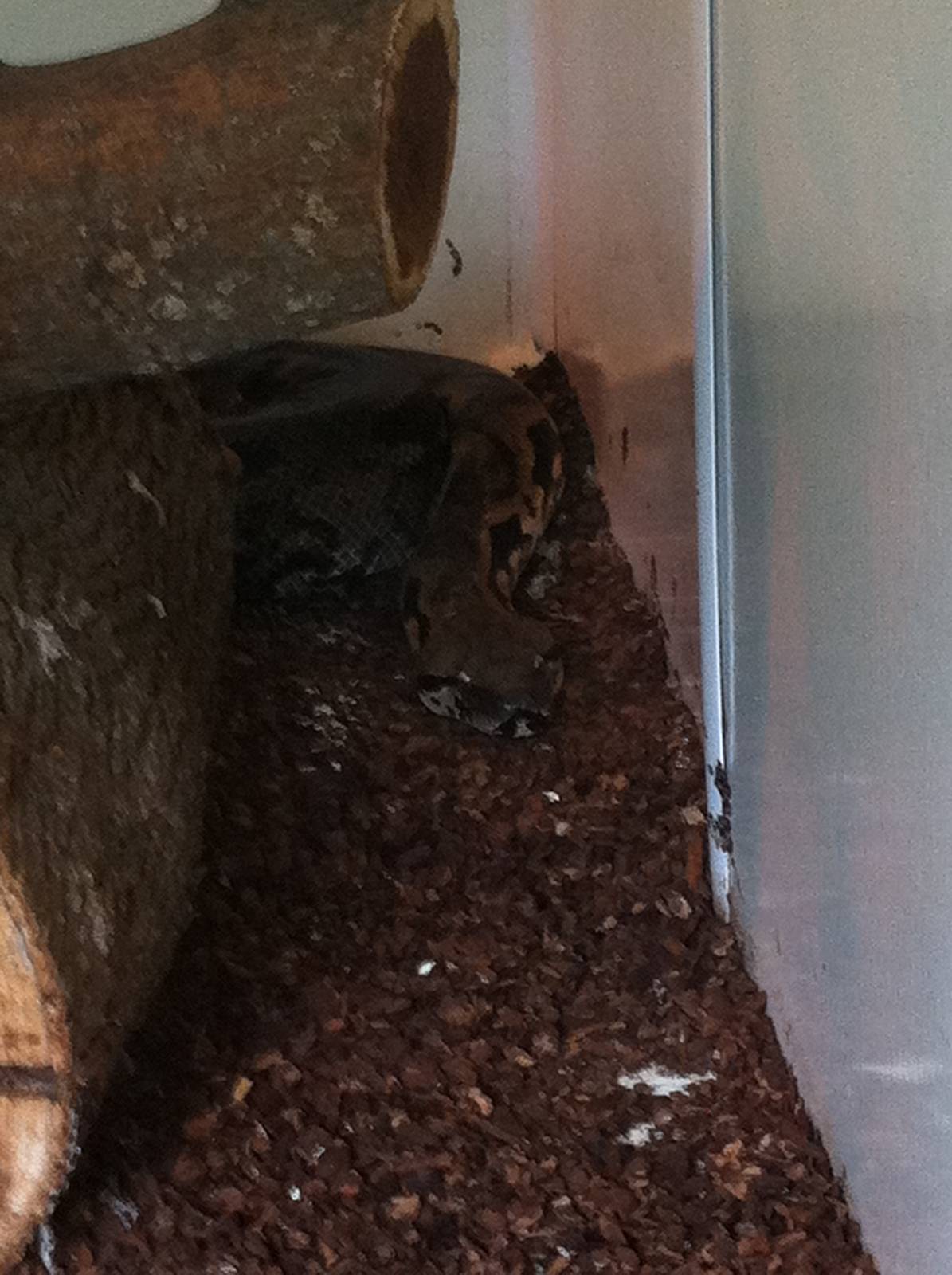 Madagascar Ground Boa