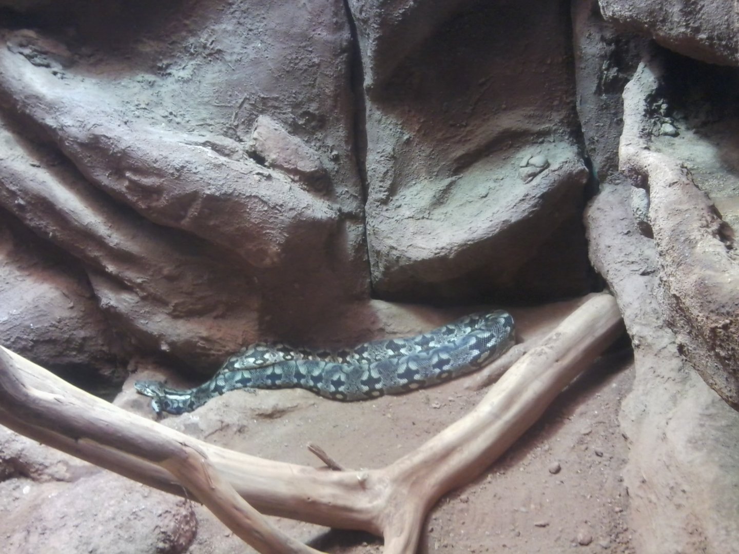 Madagascar ground boa