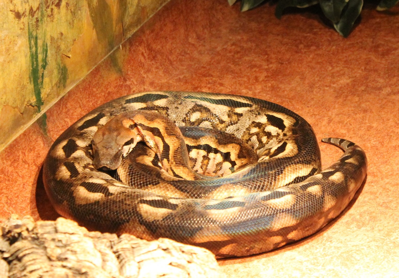 Madagascar ground boa