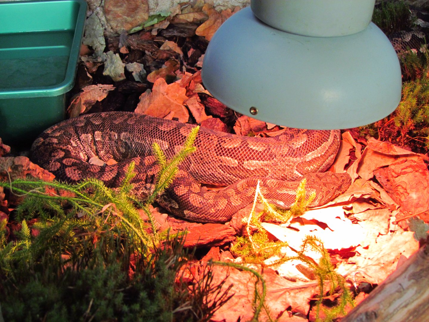 Madagascar ground boa