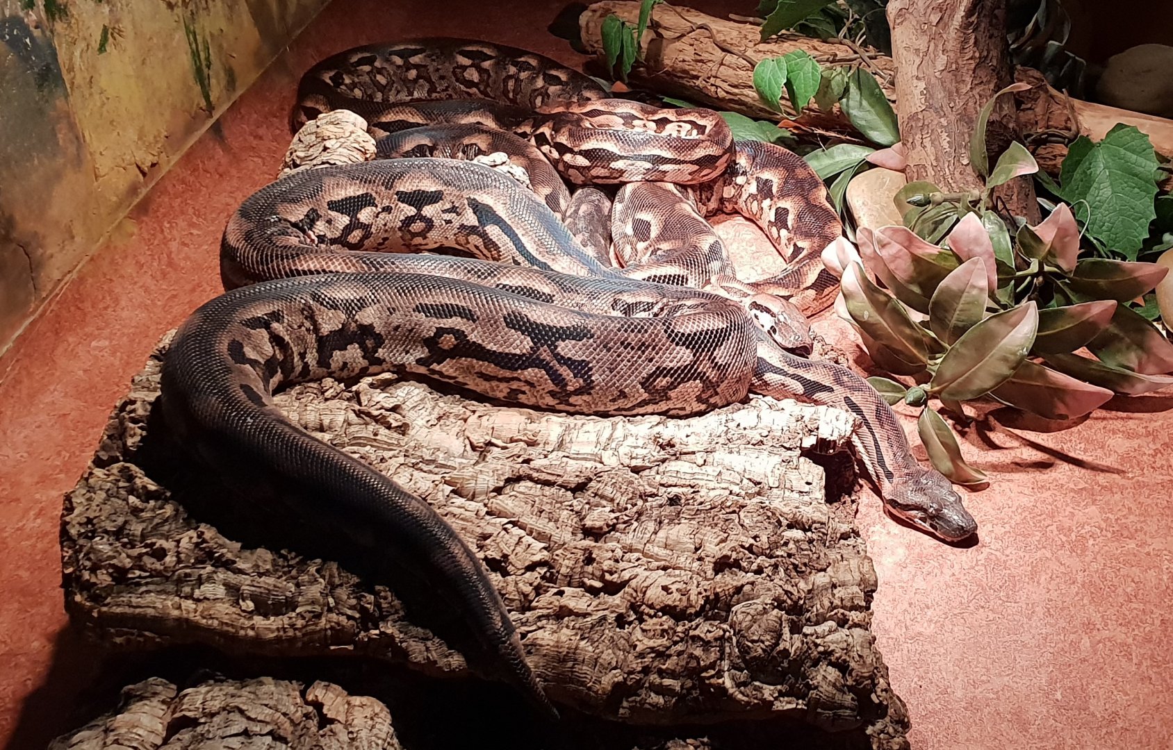 Madagascar ground-boa
