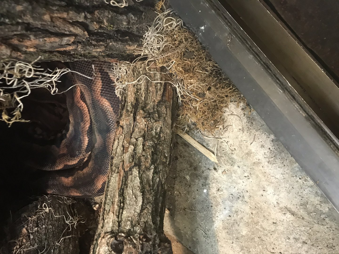 Madagascar ground boa