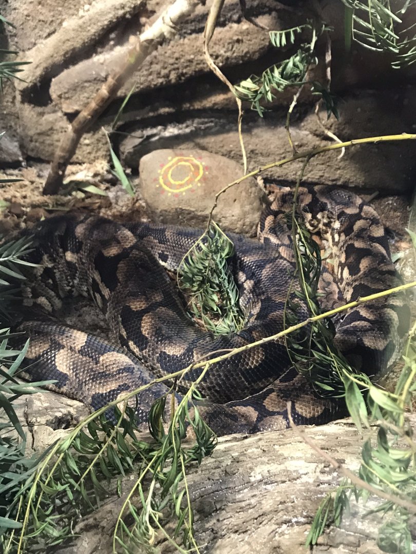 Madagascar Ground Boa