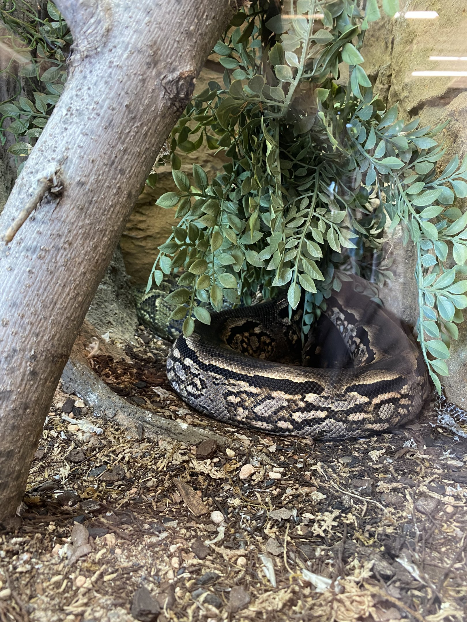 Madagascar Ground Boa