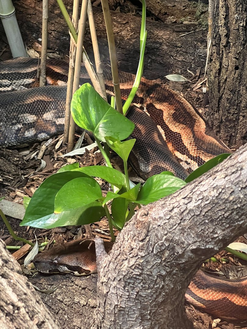Madagascar ground boa