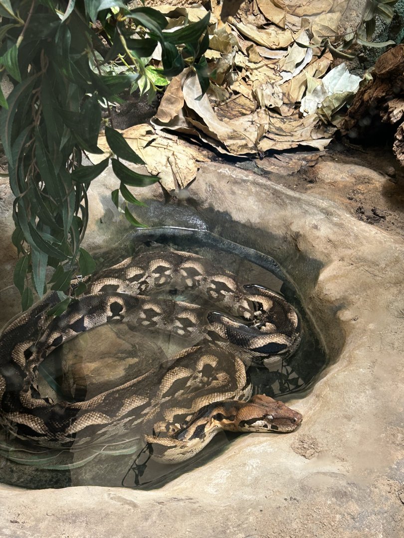 Madagascar ground boa