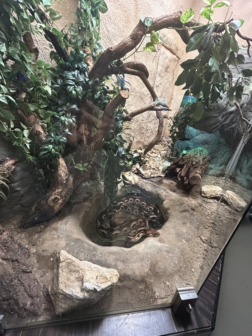 Madagascar ground boa