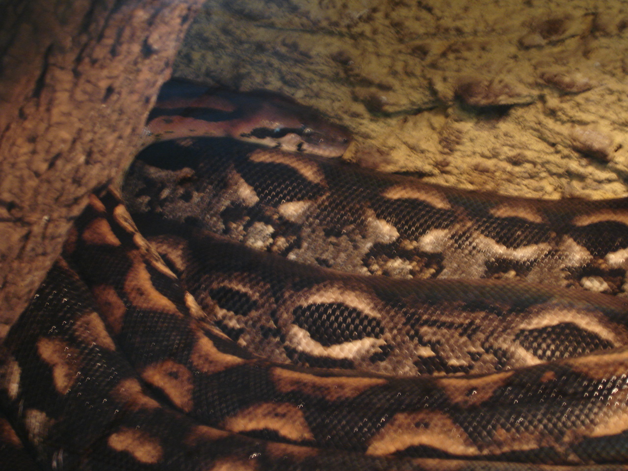 Madagascar ground boa