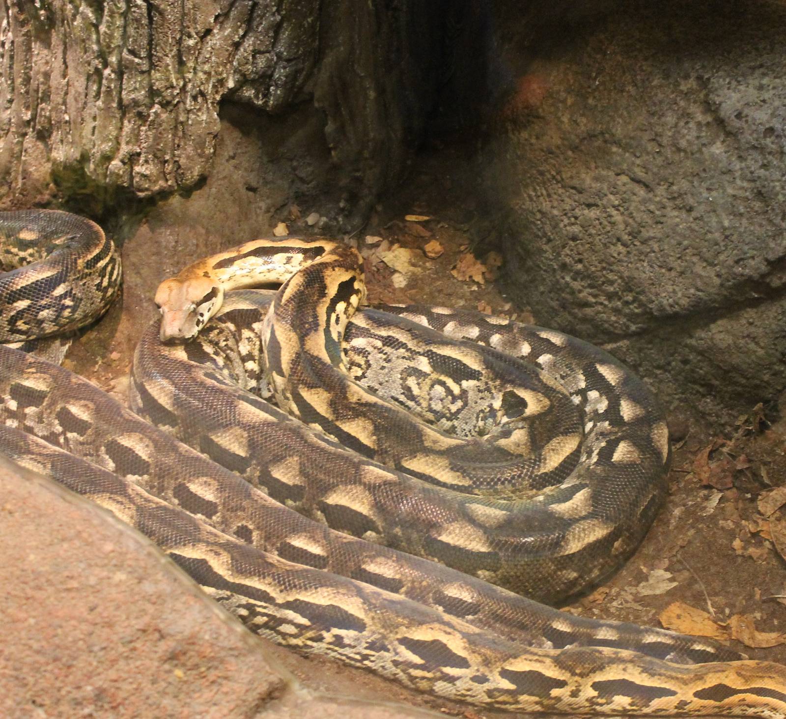 Madagascar ground boas